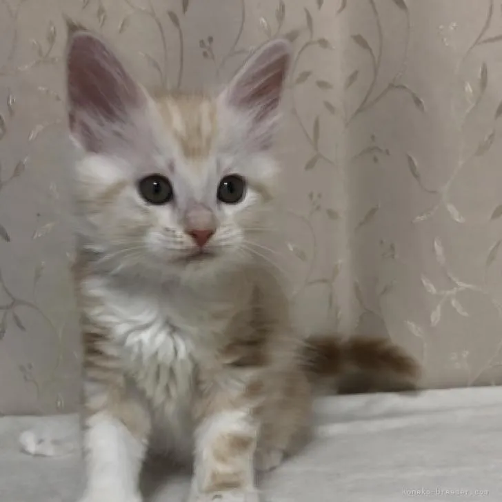 ID:2206-00911の子猫