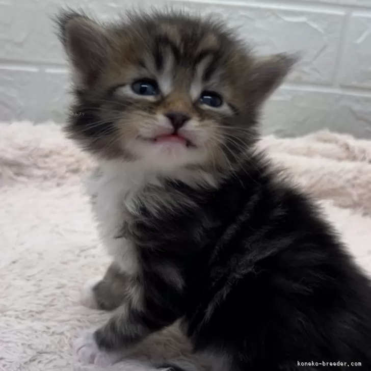ID:2403-00515の子猫