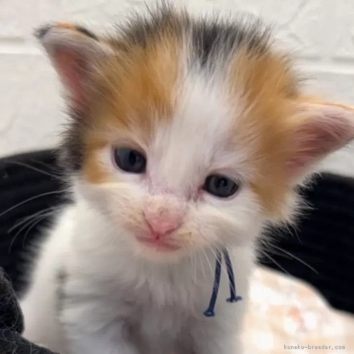 ID：2410-00877の子猫