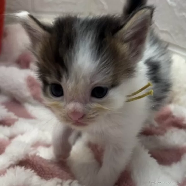 ID:2410-00871の子猫