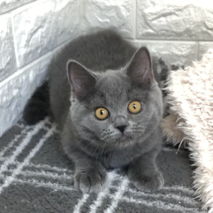 ID:2302-01823の子猫