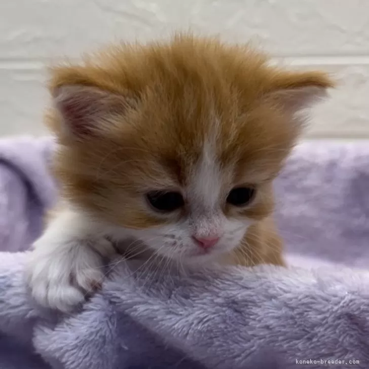 ID:2402-01334の子猫