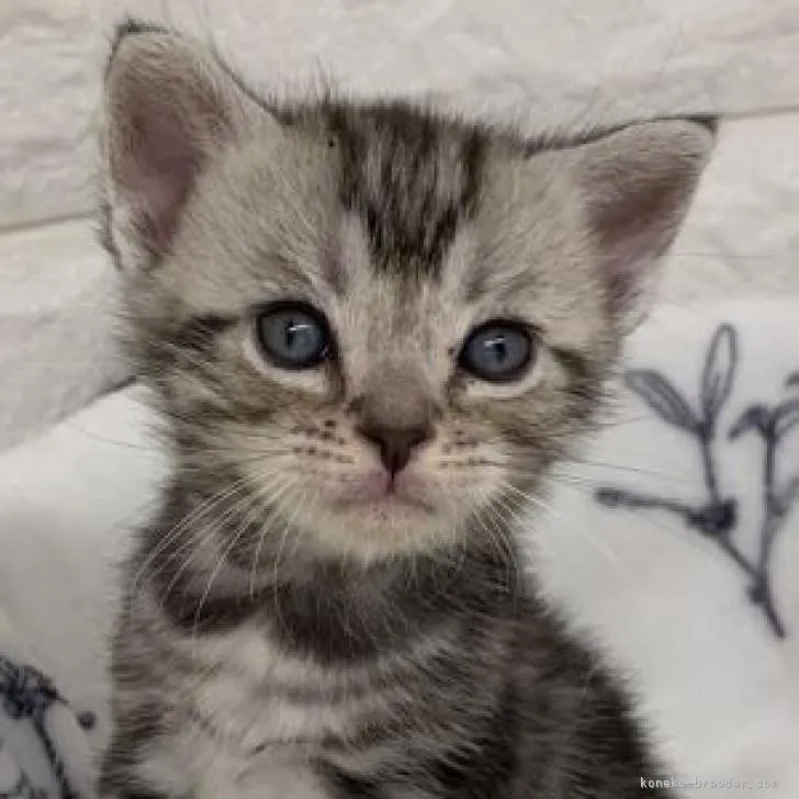 ID：2303-00974の子猫