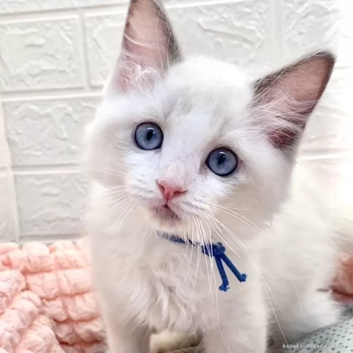 ID：2410-00335の子猫