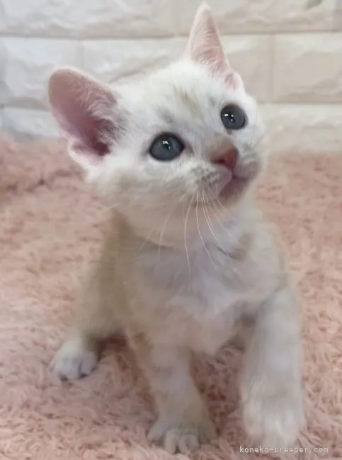 ID:2203-00825の子猫