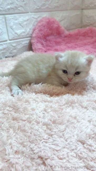 ID:2105-01418の子猫