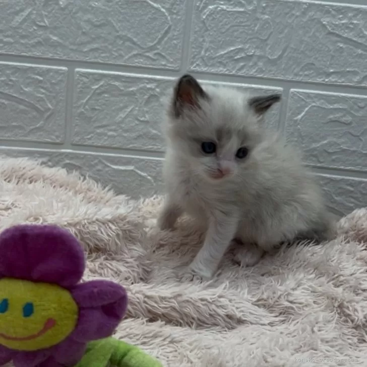 ID：2401-01499の子猫