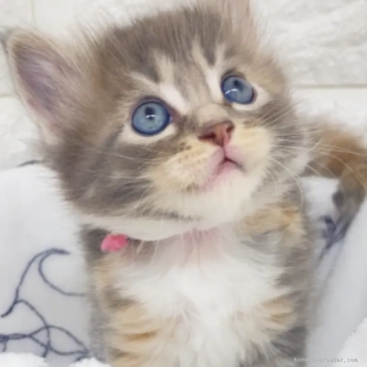 ID：2303-00308の子猫