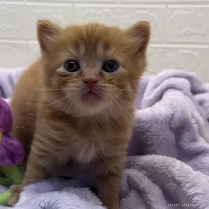 ID：2402-01332の子猫