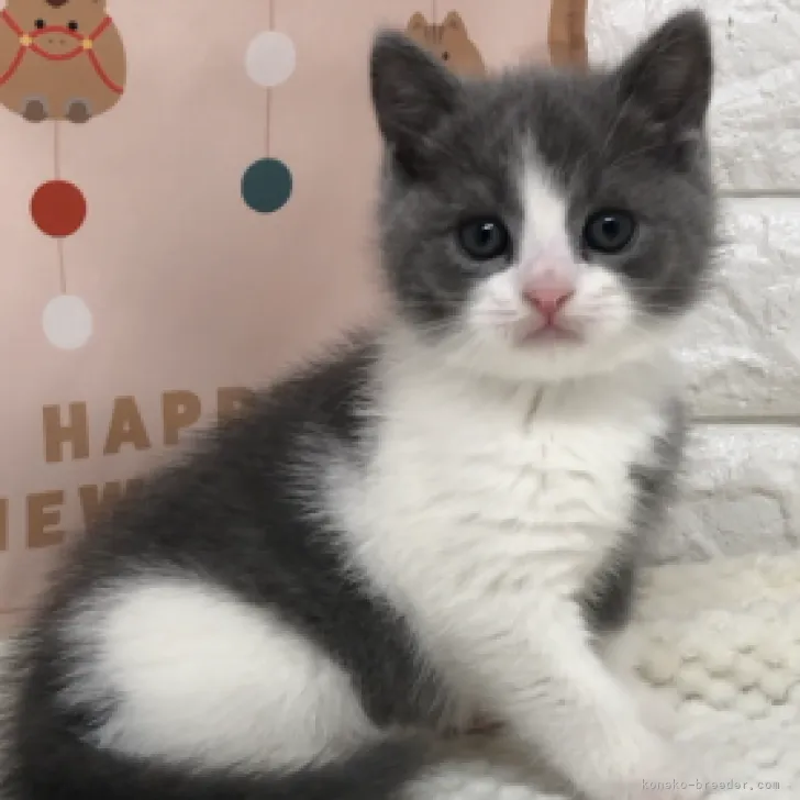 ID:2212-01369の子猫
