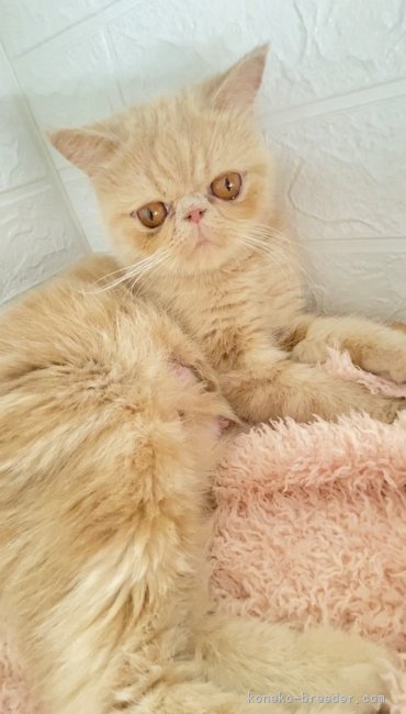 エキゾチックショートヘア【・女の子・2022年4月15日・クリームタビー】