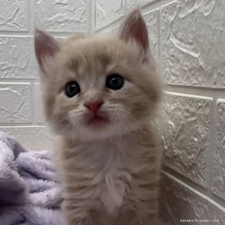 ID:2402-01148の子猫