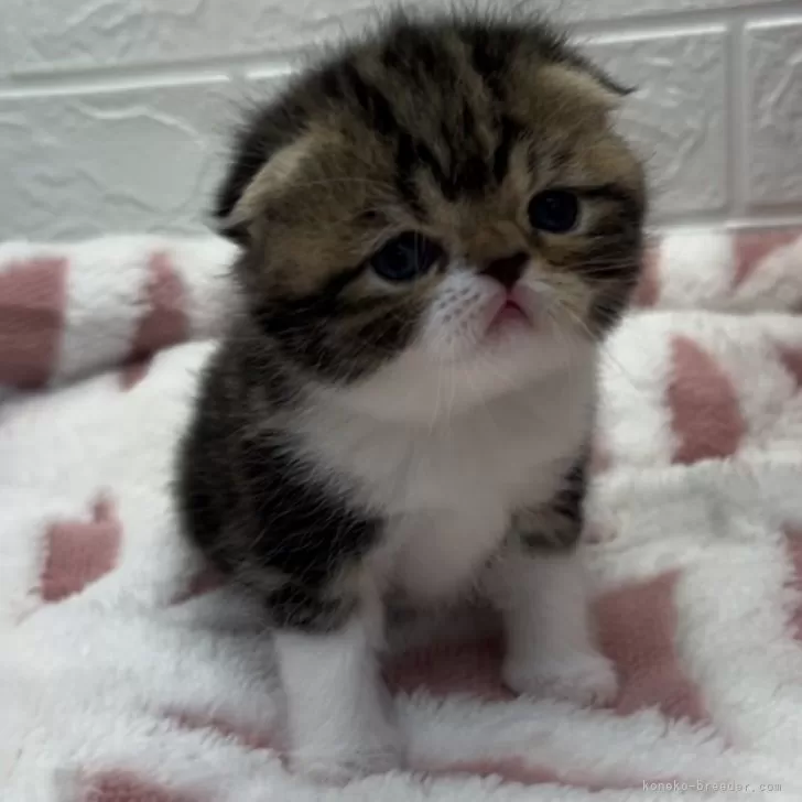 ID：2405-01273の子猫