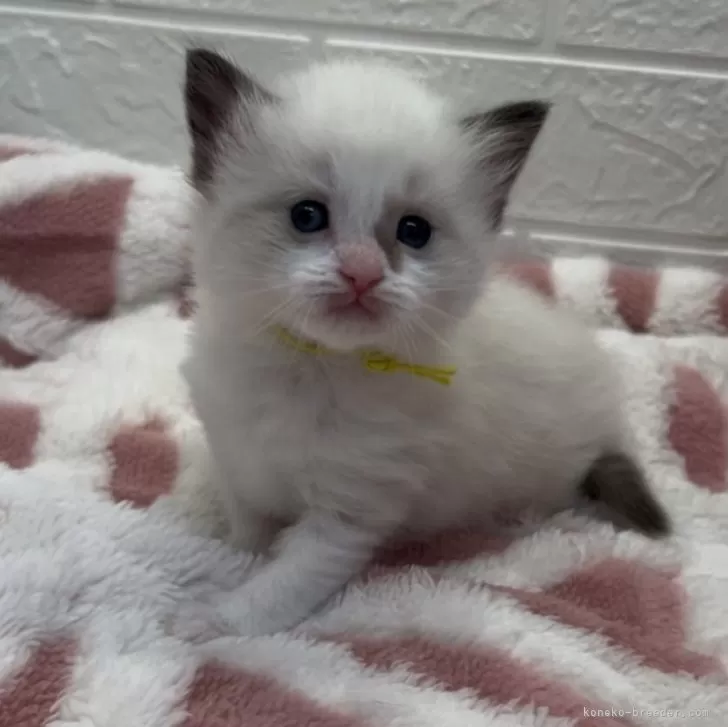 ID：2405-01267の子猫