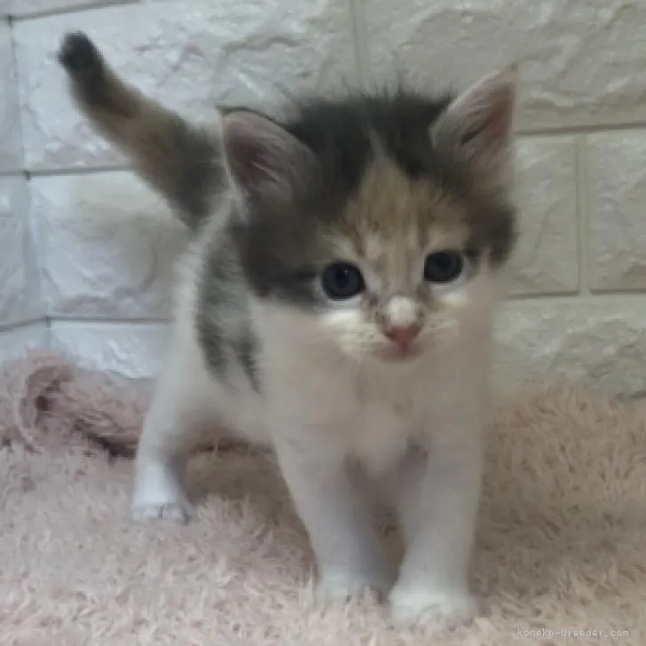 ID:2206-00847の子猫