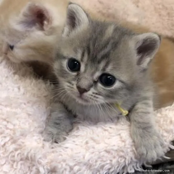ID：2210-02869の子猫