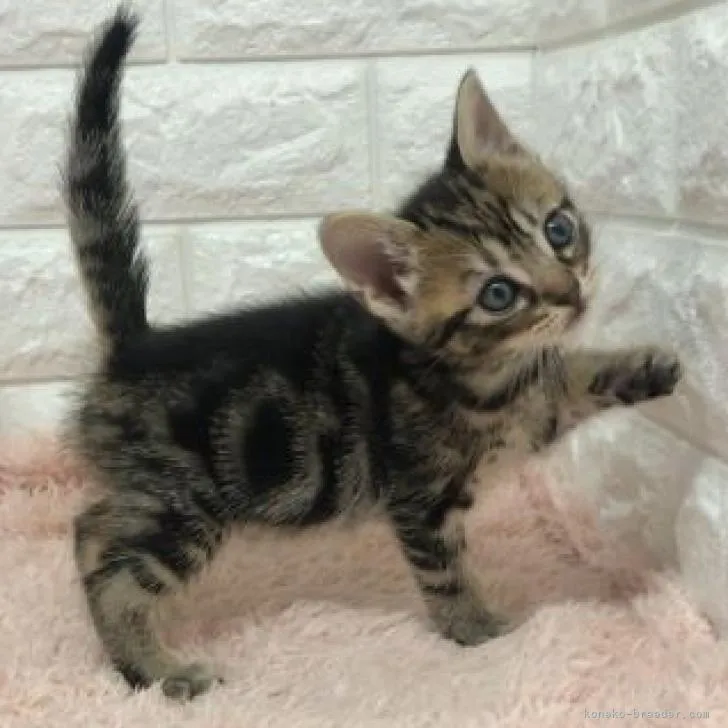 ID：2209-02176の子猫