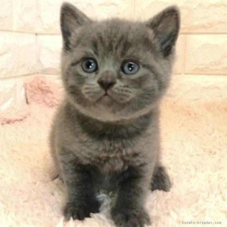 ID：2207-00837の子猫