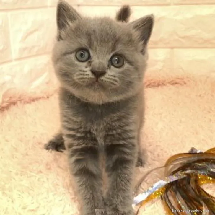 ID:2207-00841の子猫