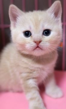 スコティッシュフォールド(立ち耳)【埼玉県・男の子・2022年1月24日・クリームタビー（短毛）】の写真「フワフワのコロコロです🥰」
