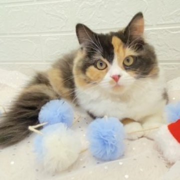 スコティッシュフォールド【埼玉県・女の子・2023年8月5日・キャリコ（長毛）】の写真「活発元気いっぱいな女の子👆🤗」