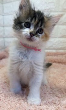 メインクーン【埼玉県・女の子・2021年11月1日・キャリコ（長毛）】の写真「とっても可愛いです。😍
おっとり系」