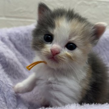 スコティッシュフォールド【埼玉県・女の子・2024年2月3日・ダイリュートキャリコ（長毛）】の写真「クリクリお目目👀🤗🫶お転婆さん🥰🥰」