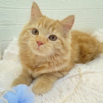 スコティッシュフォールド【埼玉県・男の子・2023年8月5日・レッドタビー（長毛）】の写真「活発元気いっぱいな男の子👆🤣😁」