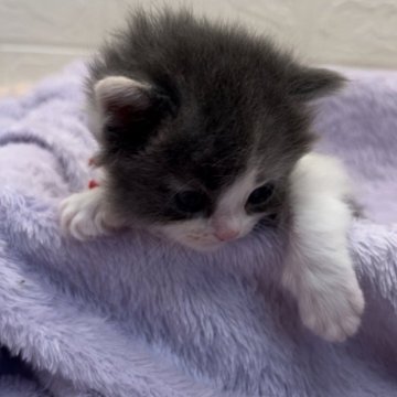 スコティッシュフォールド【埼玉県・女の子・2024年2月3日・ダイリュートキャリコ（長毛）】の写真「クリクリお目目👀🤗🫶」