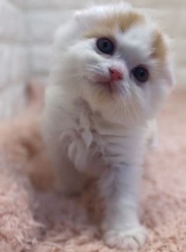 スコティッシュフォールド【埼玉県・男の子・2022年3月11日・レッドタビー&ホワイト（長毛）】の写真「折れ耳ふわころ男の子🥰😻」