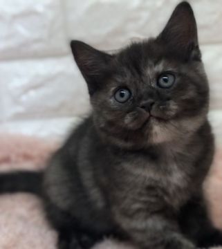 スコティッシュフォールド【埼玉県・女の子・2022年1月24日・ブラックスモーク（短毛）】の写真「フワコロです🥰可愛い😍」