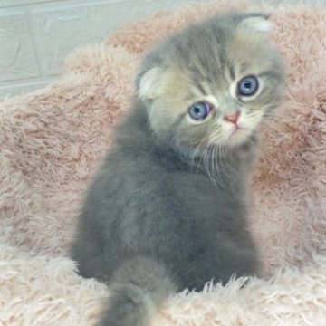 フォールデックス【埼玉県・男の子・2023年9月16日・ブルータビー&ホワイト（短毛）】の写真「おっとりした性格のイケメンくん☺️癒し系折れ耳☺️」