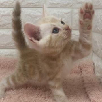 アメリカンショートヘア【埼玉県・男の子・2022年6月25日・レッドタビー（短毛）】の写真「とっても可愛く優しいお顔です😍
訳あり価格❗️」
