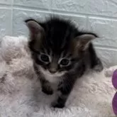 メインクーン【埼玉県・男の子・2024年2月10日・ブラウンタビー&ホワイト】の写真1