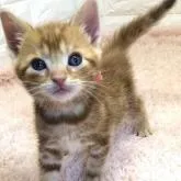 アメリカンショートヘア【埼玉県・男の子・2022年8月27日・レッドタビー】の写真1