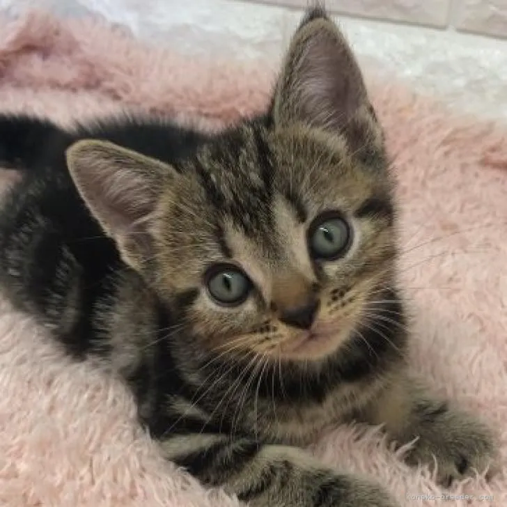 ID：2208-00192の子猫