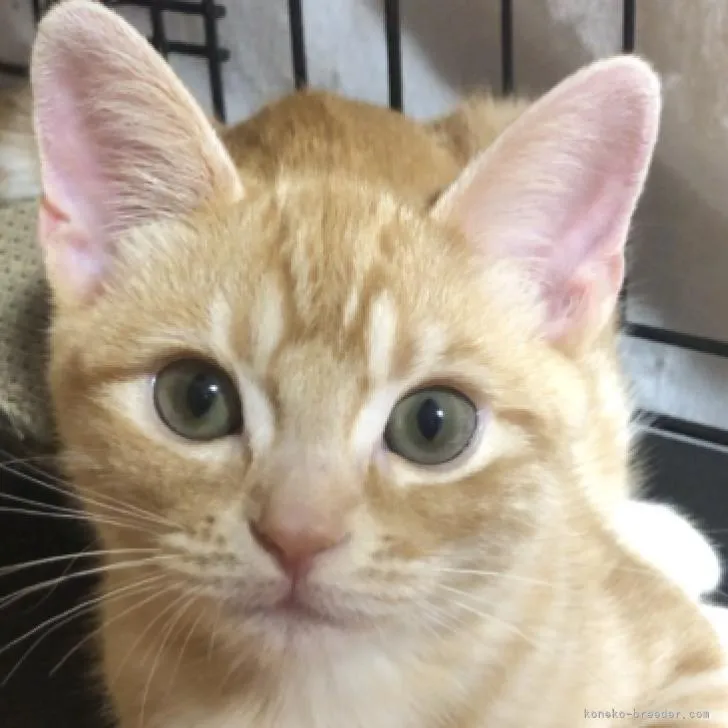 ID：2209-02178の子猫