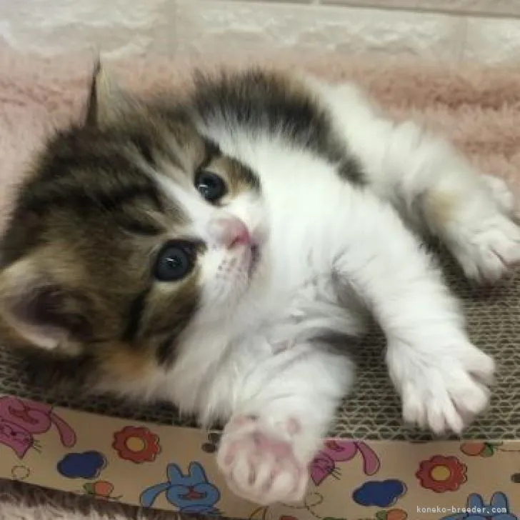 ID：2210-00616の子猫