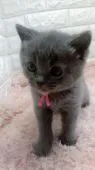 ブリティッシュショートヘア【埼玉県・男の子・2021年11月29日・ブルー】の写真2