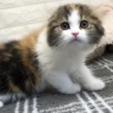 スコティッシュフォールド(折れ耳)【埼玉県・女の子・2023年3月4日・キャリコ】の写真2