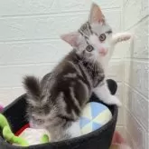 スコティッシュフォールド(立ち耳)【埼玉県・男の子・2024年4月19日・シルバータビー&ホワイト】の写真3