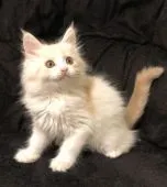 メインクーン【埼玉県・女の子・2021年10月18日・カメオタビー&ホワイト】の写真3「美人さん🥰」