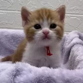 スコティッシュフォールド(立ち耳)【埼玉県・男の子・2024年1月20日・レッドタビー&ホワイト】の写真5