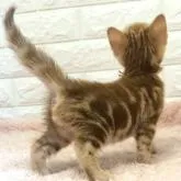 アメリカンショートヘア【埼玉県・男の子・2022年8月27日・レッドタビー】の写真5