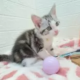 スコティッシュフォールド(立ち耳)【埼玉県・男の子・2024年4月19日・シルバータビー&ホワイト】の写真5