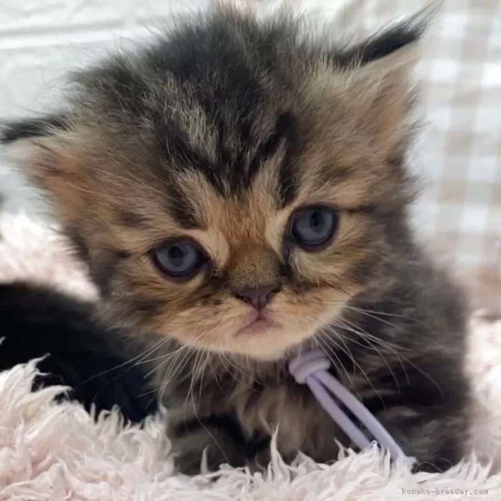 ID：2509-01908の子猫