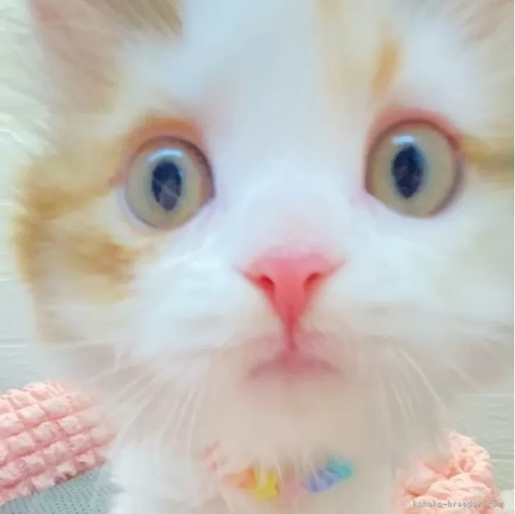 ID:2501-01260の子猫