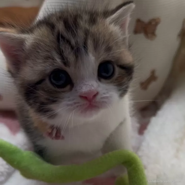 ID:2501-00919の子猫