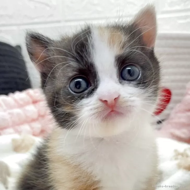 スコティッシュフォールド(立ち耳)【埼玉県・女の子・2025年8月9日・キャリコ 三毛猫🤗】の写真1