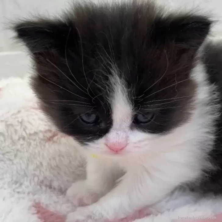 ID:2503-01145の子猫